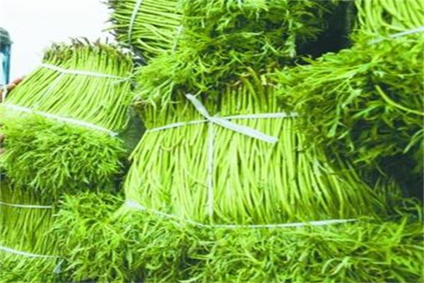 八卦洲芦蒿(图2) 八卦洲芦蒿