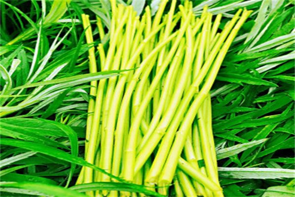 八卦洲芦蒿(图1) 八卦洲芦蒿嫩茎