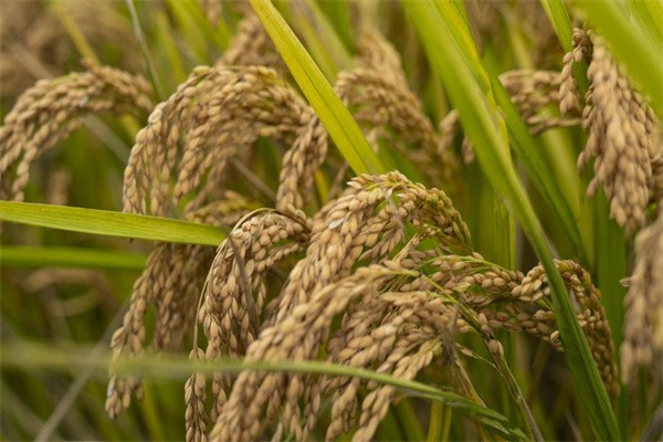 土桥大米(图1) 颗粒饱满的土桥稻谷