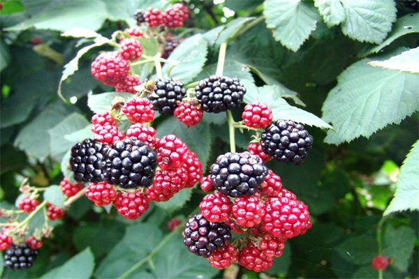 白马黑莓(图1) 颗粒饱满的白马黑莓