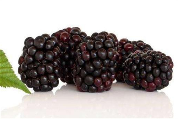 白马黑莓(图2) 白马黑莓