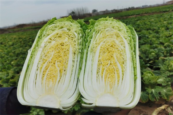 唐王大白菜(图2) 白菜芯