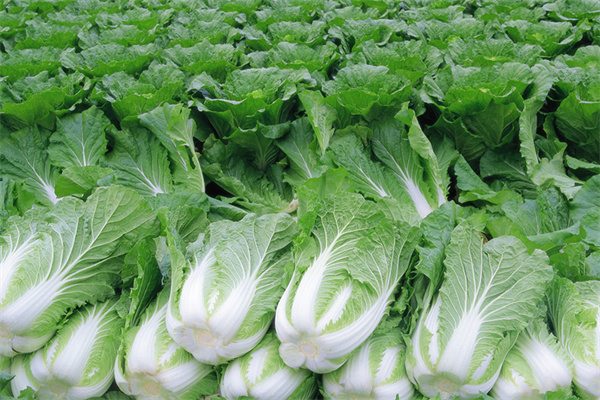 唐王大白菜(图1) 唐王大白菜