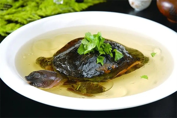 白云湖甲鱼(图2) 甲鱼汤