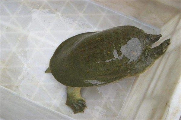 白云湖甲鱼(图1) 白云湖甲鱼