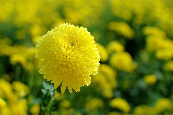 灵岩御菊(图1) 灵岩御菊