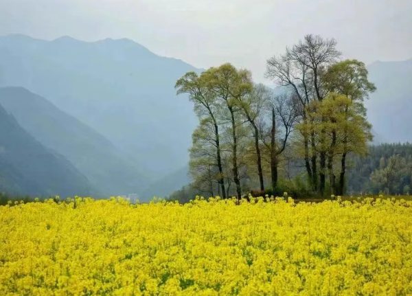 四月油菜花