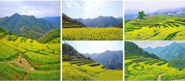 油菜花梯田