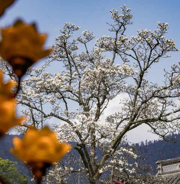 定格春光,镜头寻美(图2) 禅源寺的玉兰花