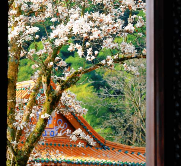 定格春光,镜头寻美(图3) 春日玉兰