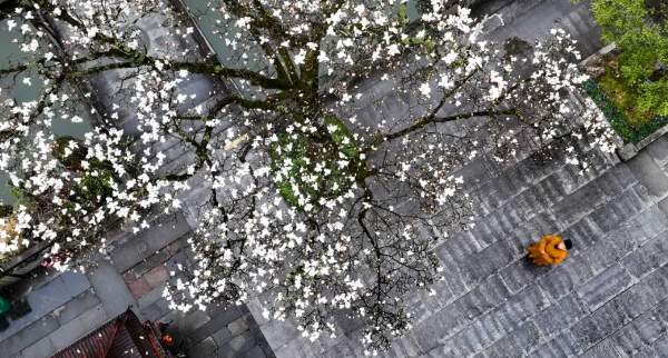 定格春光,镜头寻美(图4) 画中人