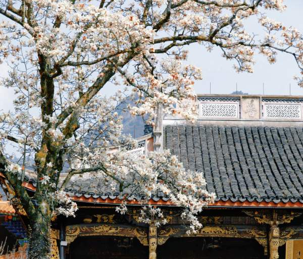 定格春光,镜头寻美(图1) 禅源寺