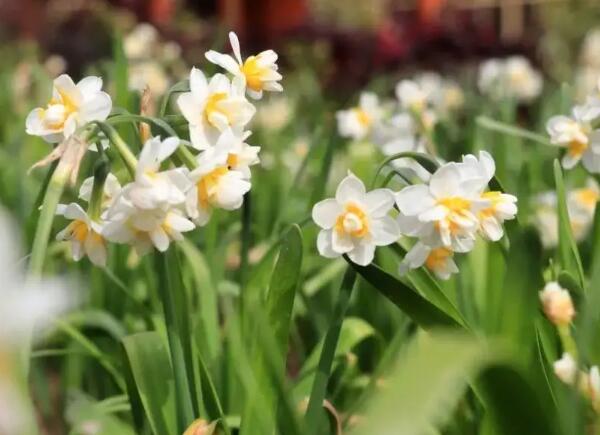 水仙(图1) 崇明水仙花