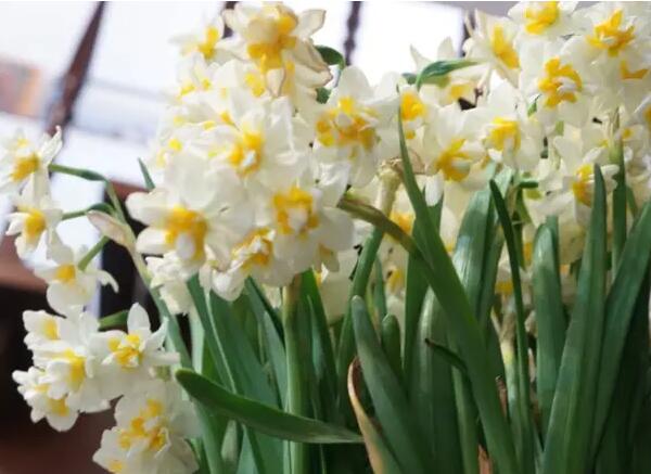 水仙(图2) 美丽的水仙花