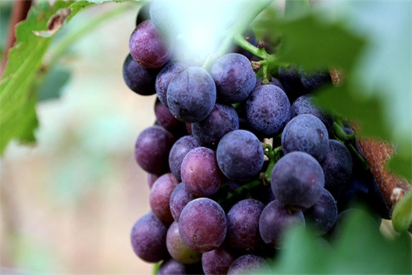 莒县葡萄