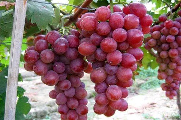 成熟的莒县葡萄