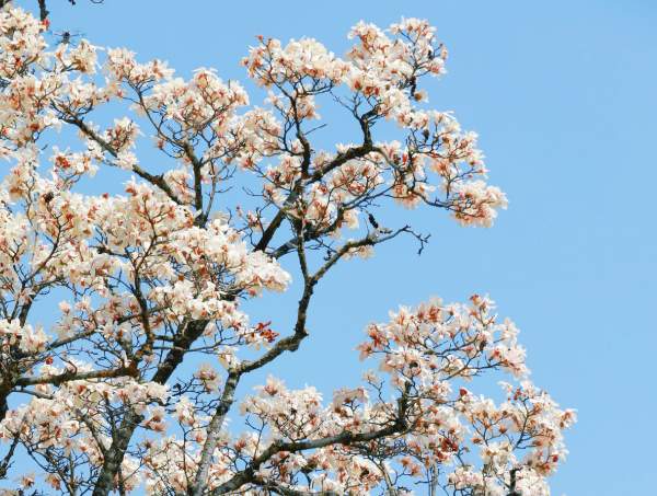 当“上头”的春日玉兰撞上千年古刹(图2) 春日玉兰