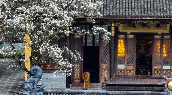 当“上头”的春日玉兰撞上千年古刹(图1) 古刹玉兰