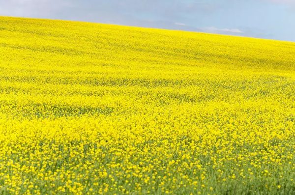 油菜花海