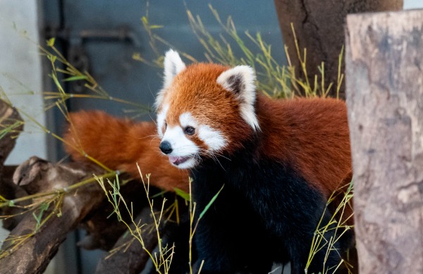 快乐女神节,就来百草原(图4) 小浣熊