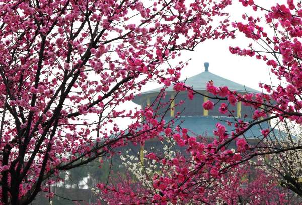 快乐女神节,就来百草原(图3) 梅花园