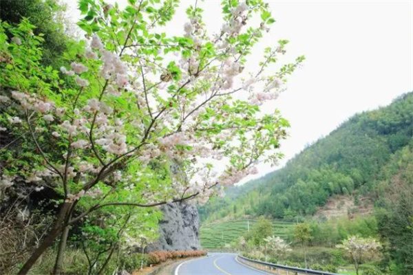 樱花盛宴:邂逅磐安樱花谷的最美春天(图2) 景观公路