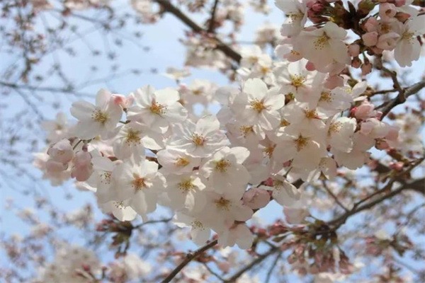 樱花盛宴:邂逅磐安樱花谷的最美春天(图1) 樱花