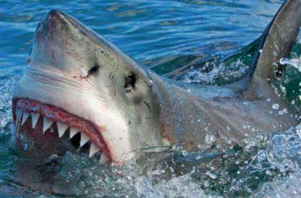 凶猛的鲨鱼