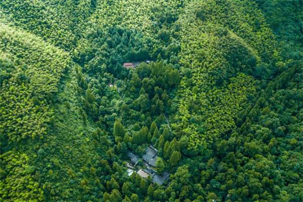 深山古刹,来一场带着禅意的吸氧之旅吧(图1) 大树王景区景色