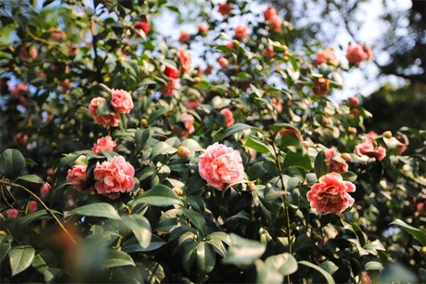 探秘西樵山:自然与人文交织的岭南胜境(图1) 山茶花