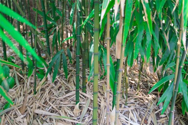 探秘西樵山:自然与人文交织的岭南胜境(图3) 方竹