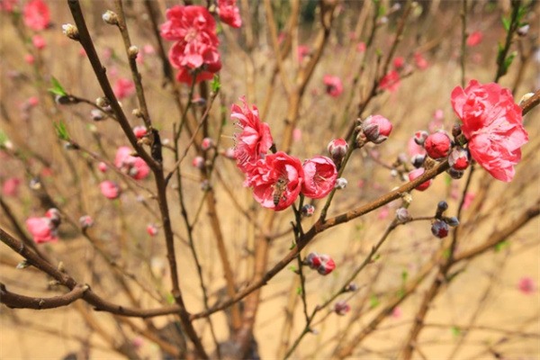 探秘西樵山:自然与人文交织的岭南胜境(图2) 桃花