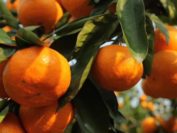 树上的三都柑橘