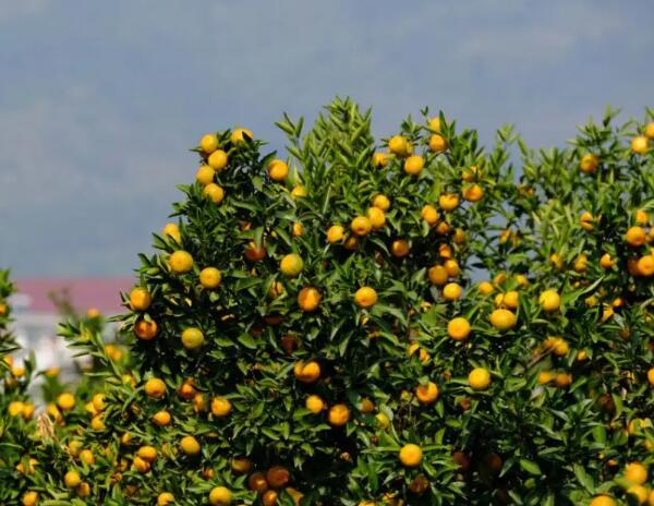 三都柑橘树