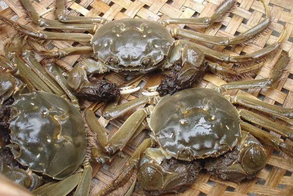 鲜活的阳澄湖大闸蟹