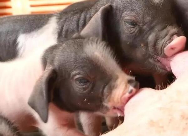 淳安花猪的猪仔