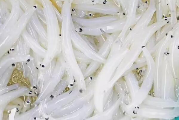太湖三白(图1) 鲜活的银鱼