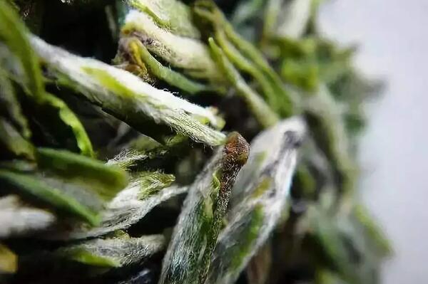 阳羡雪芽(图1) 宜兴阳羡雪芽