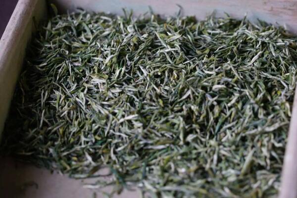 阳羡雪芽(图2) 炒制后的阳羡雪芽