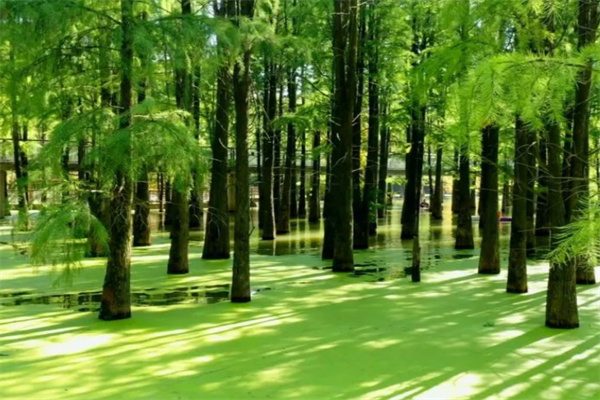 群山环抱中的白玉,来一睹青山湖的自然之美吧(图2) 水上森林