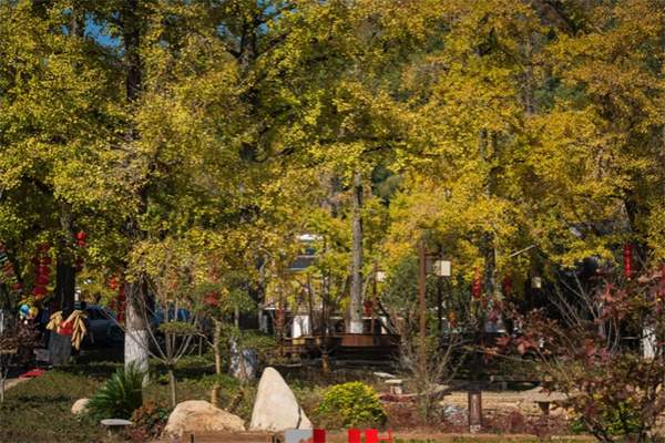 金黄时光:八都岕的古银杏传奇(图2) 八都岕村