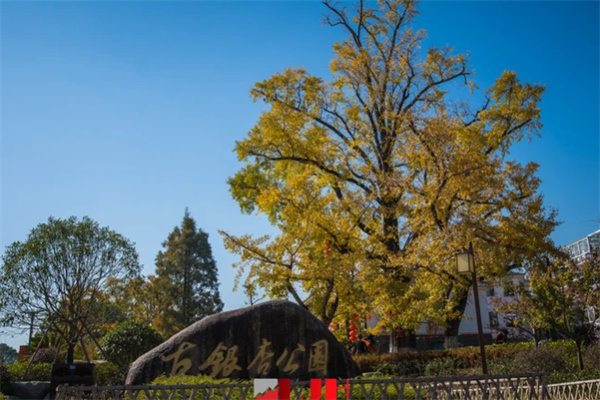 金黄时光:八都岕的古银杏传奇(图1) 古银杏公园