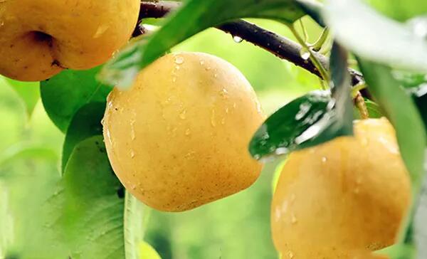 钟山蜜梨(图1) 树上的钟山蜜梨