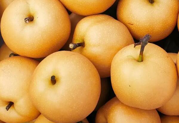 钟山蜜梨(图2) 香脆的钟山蜜梨