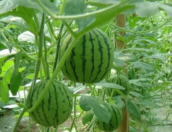 渎上西瓜(图1) 藤上的渎上西瓜