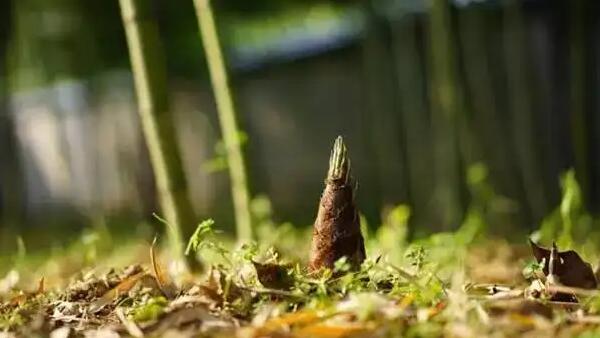 毛笋(图1) 冒尖的毛笋