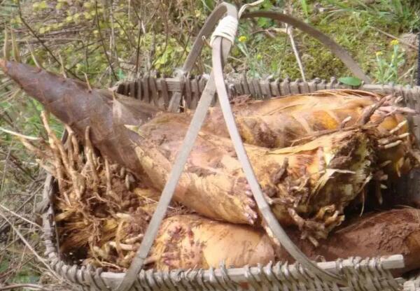 毛笋(图2) 刚挖的毛笋