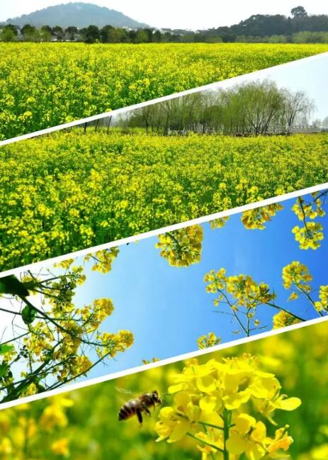 苏州东山的油菜花