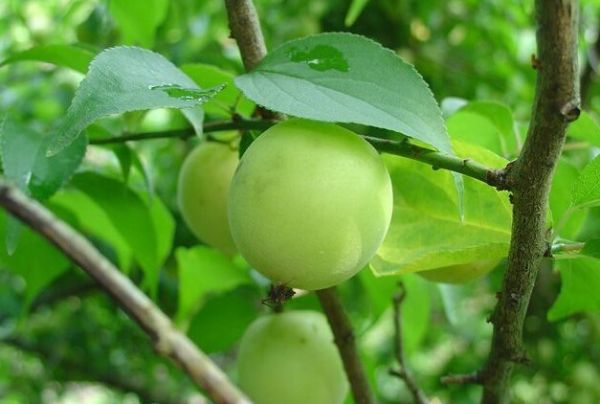 青梅(图2) 新鲜的青梅