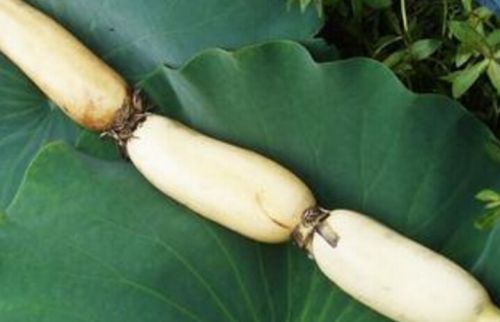 胥仓雪藕(图3) 荷叶上的藕